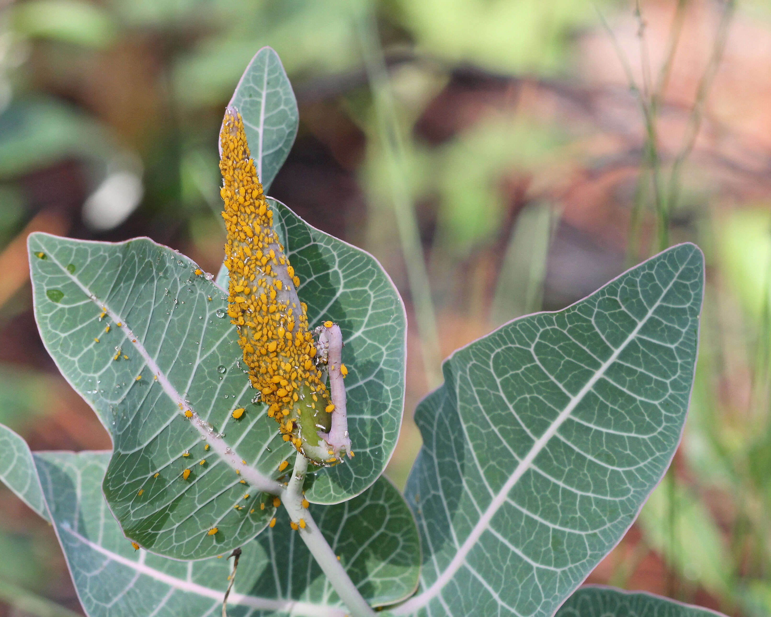 Image of pinewoods milkweed