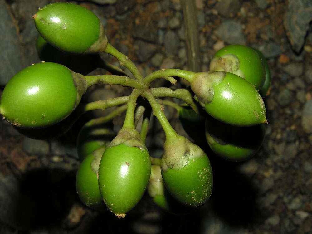 Image of Maripa nicaraguensis Hemsl.