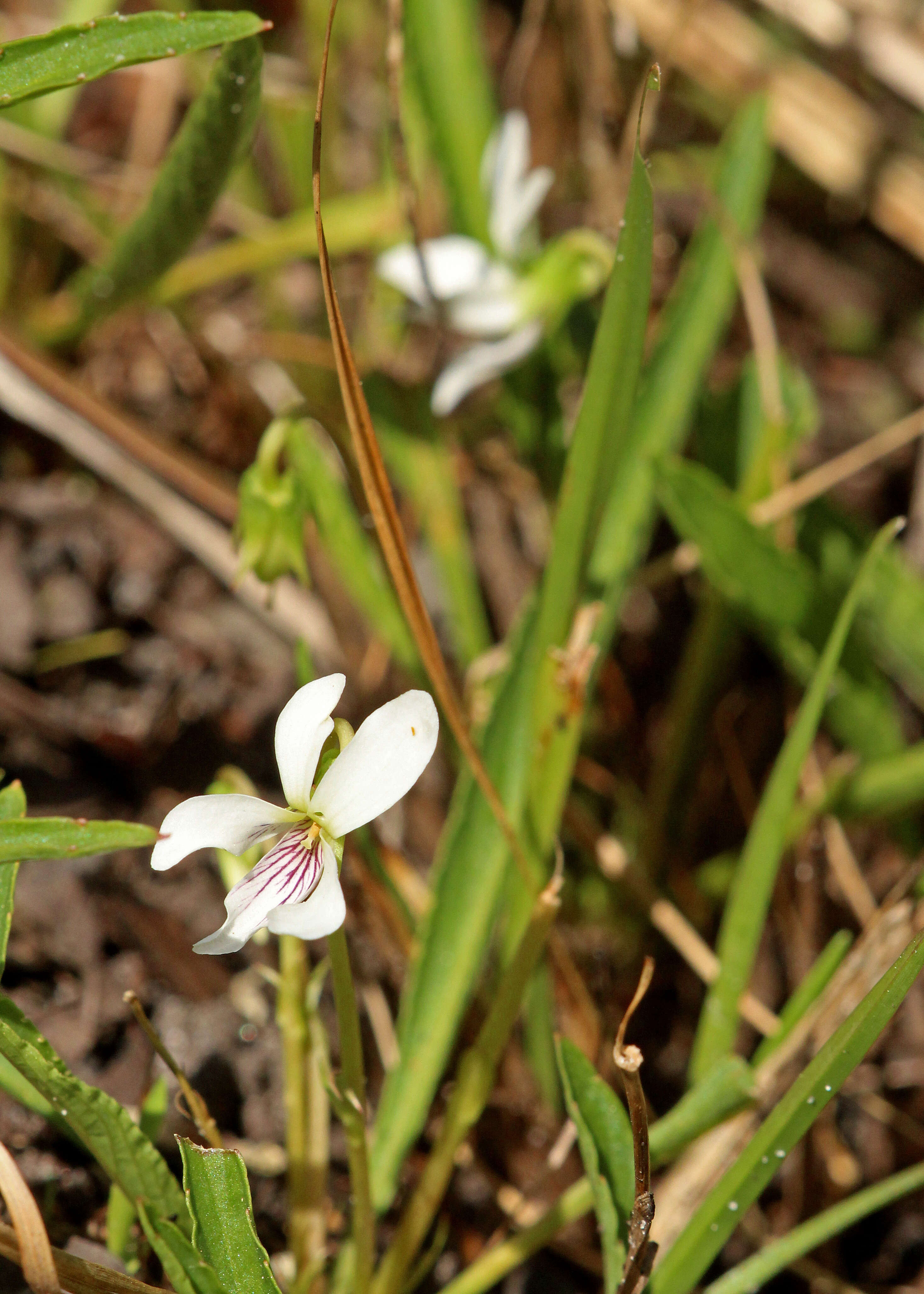 Image of bog white violet