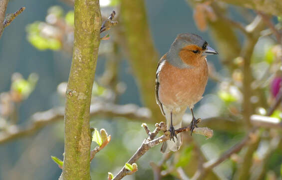 Image of Fringilla Linnaeus 1758