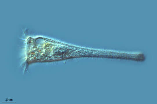 Image of Stentor igneus