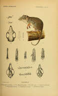 Image of Phascogale Temminck 1824