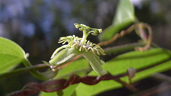 Sivun Passiflora suberosa L. kuva