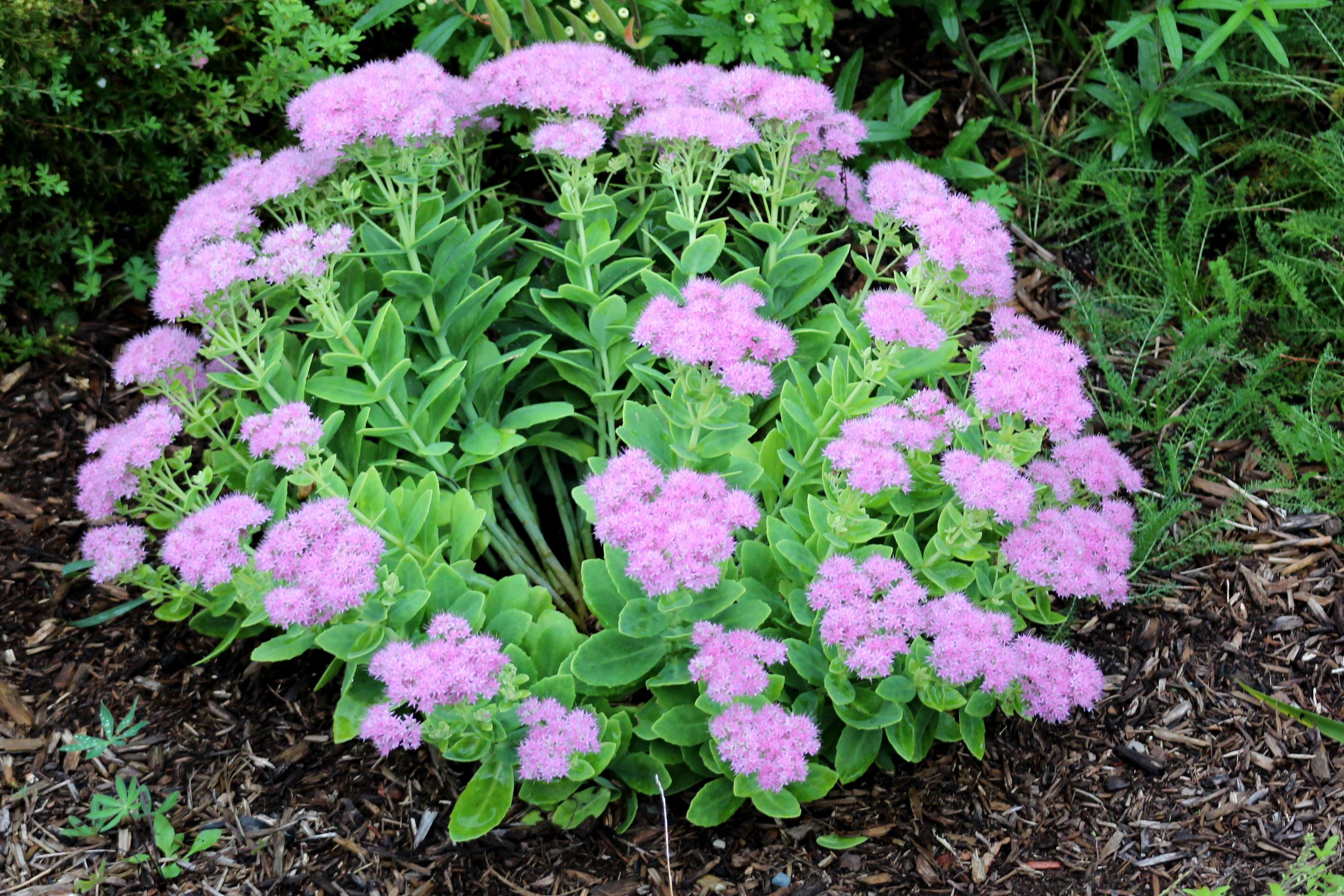 Image of showy stonecrop