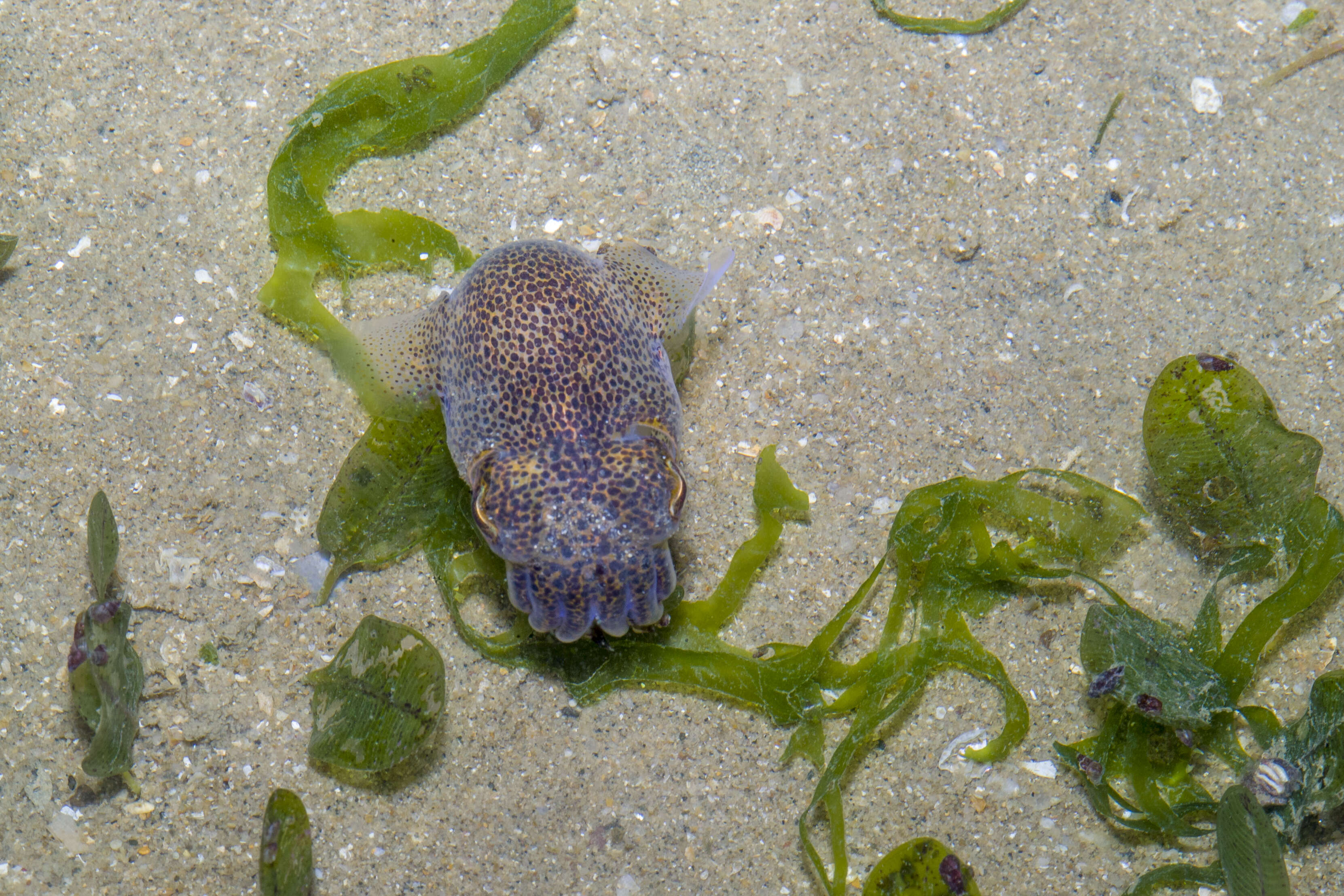 Image of cuttlefish