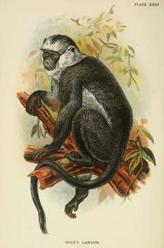 Image of Gray Leaf Monkey