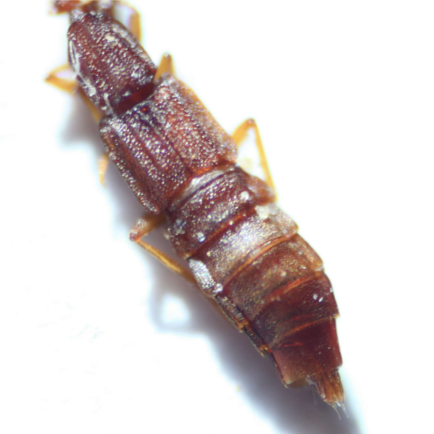 Image of Rove beetle