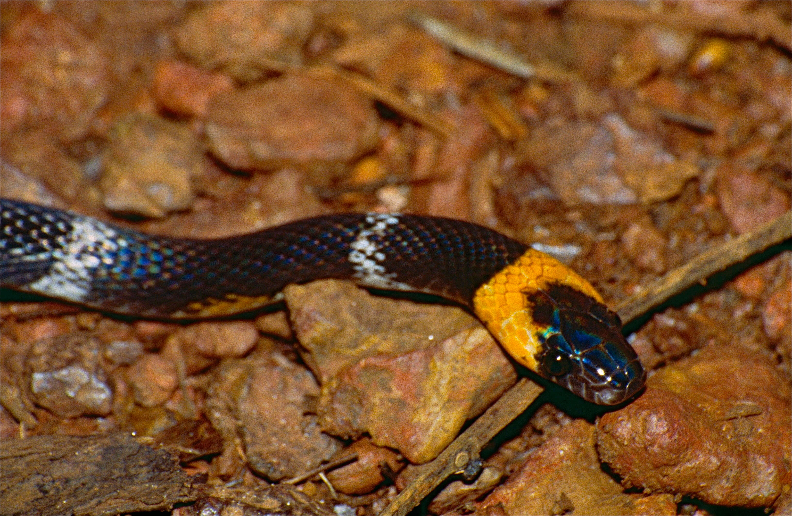 Oxyrhopus melanogenys (Tschudi 1845) resmi