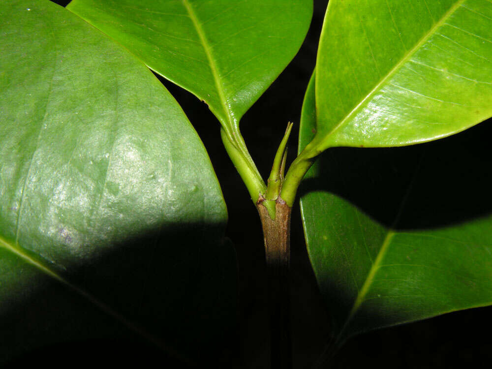 Image of Vochysia megalophylla Stafleu