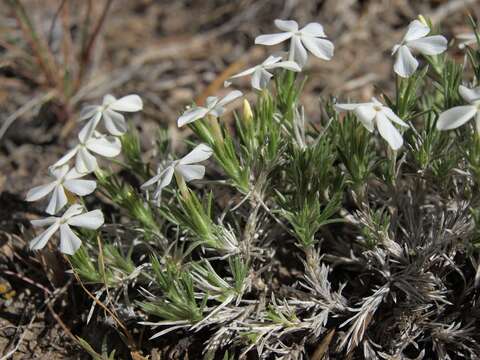 Image of carpet phlox