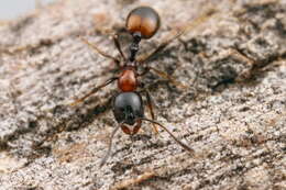 Image of Monomorium rubriceps Mayr 1876