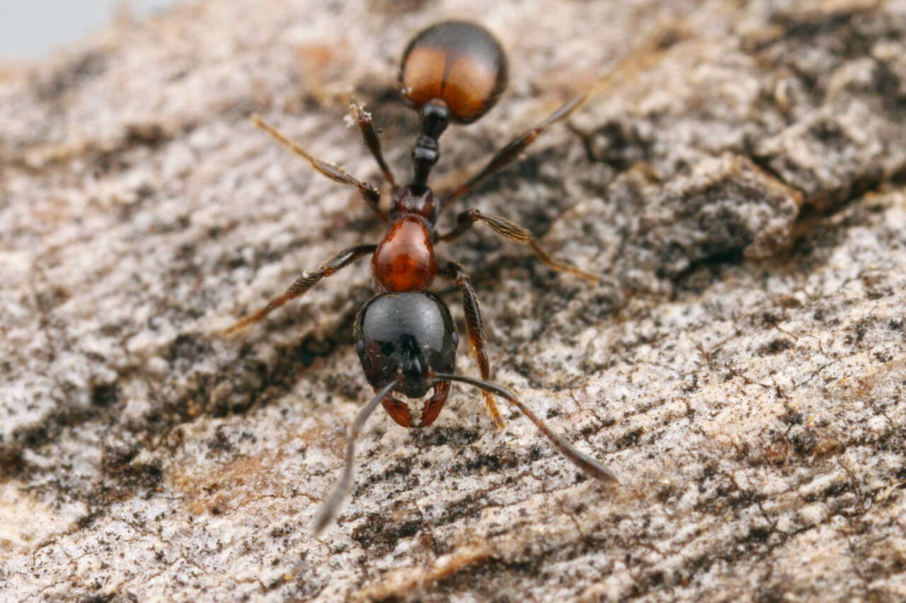 Image of Monomorium