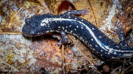 Image of Woodland salamander