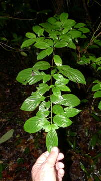 Image of Chomelia tenuiflora Benth.