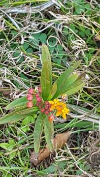 Imagem de Asclepias curassavica L.