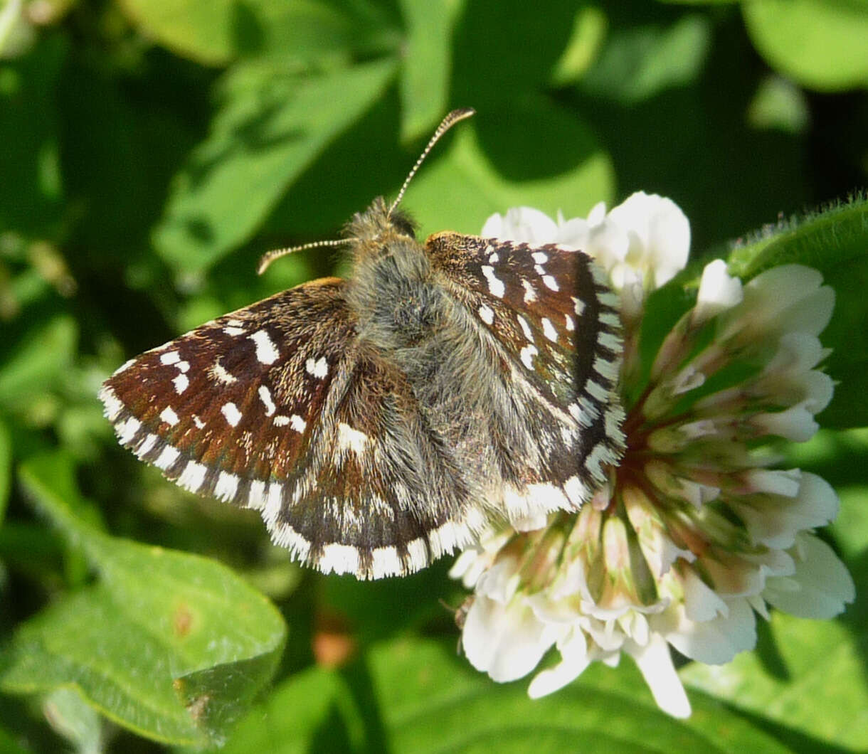 Image of Checkered-Skippers