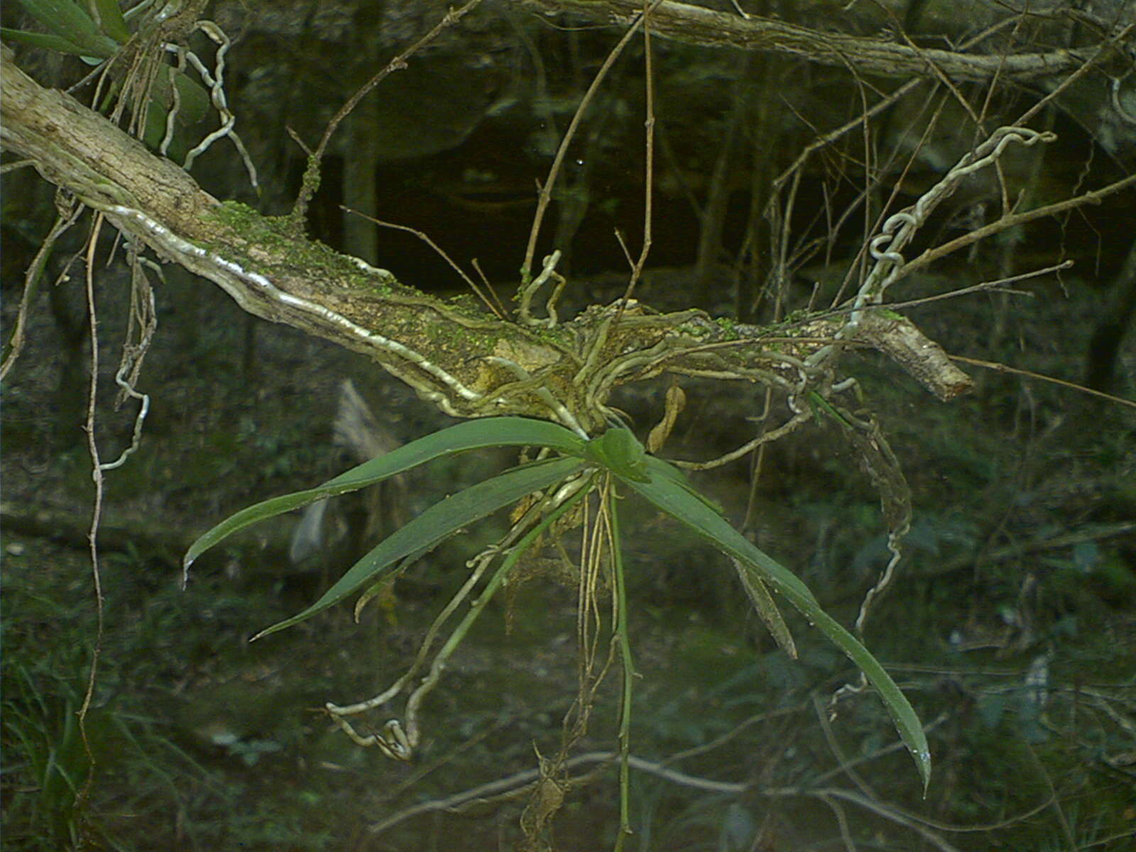 Image of Sarcochilus