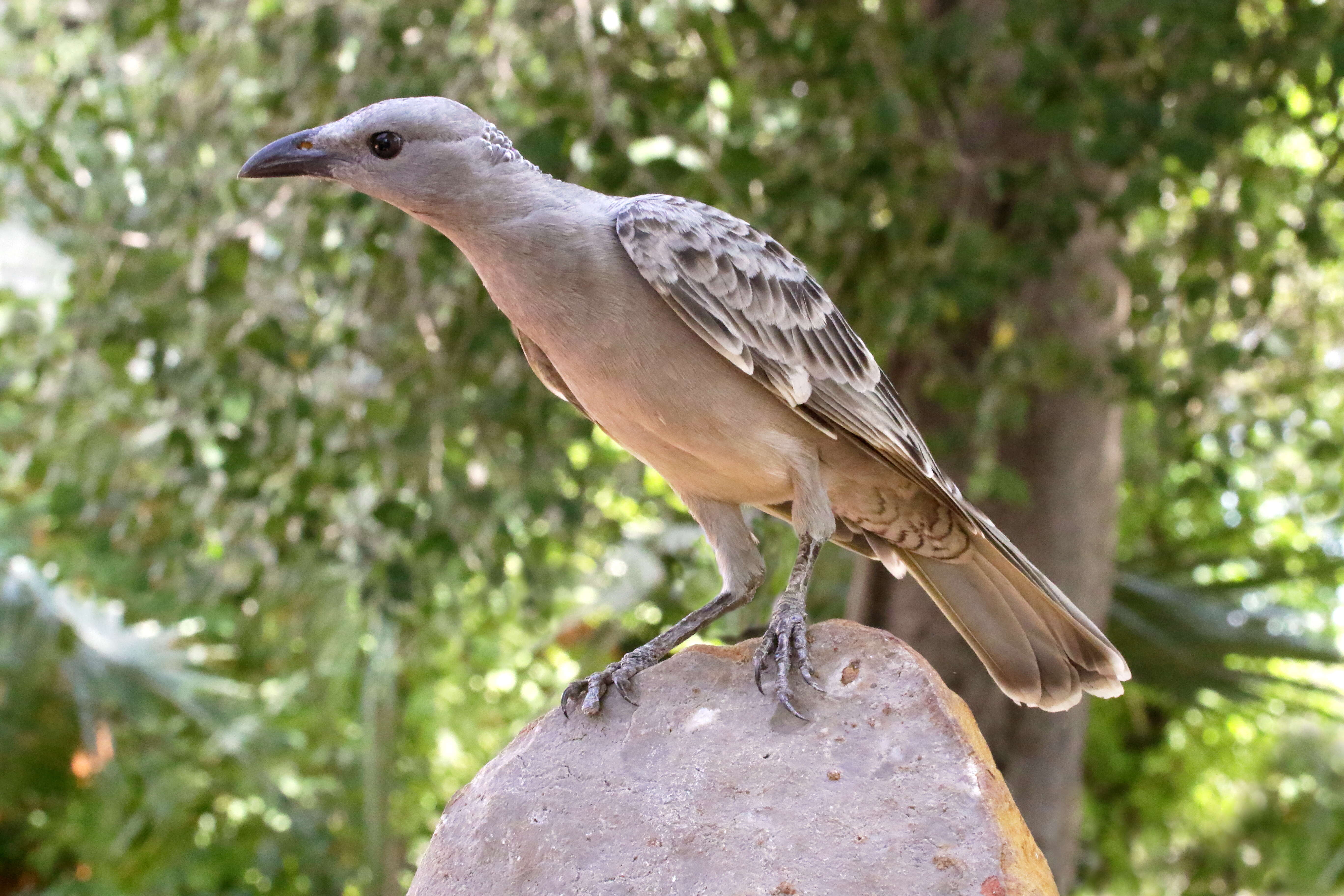 Image of Great Bowerbird