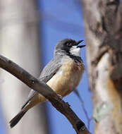 Image of Rufous Whistler