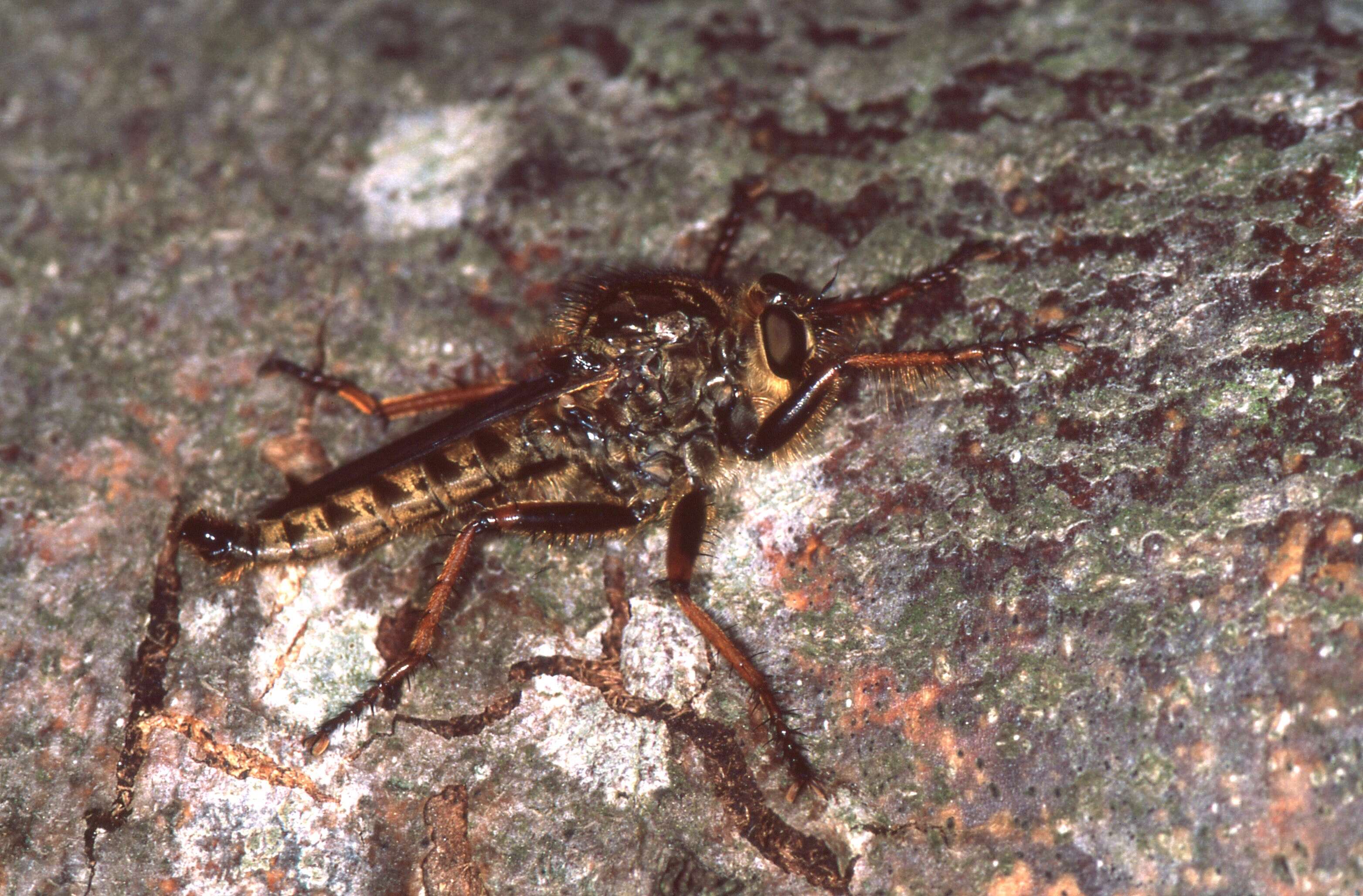 Image of Heteropogon