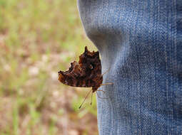 Sivun Polygonia comma Harris 1852 kuva