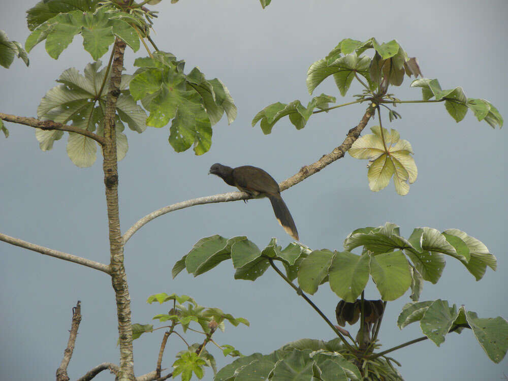 Image of Gray-headed Chachalaca