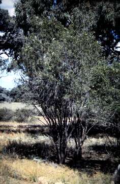 صورة Eremophila oppositifolia subsp. rubra (C. White & Francis) R. J. Chinnock