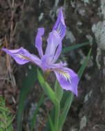 Image of bowltube iris