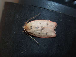 Image of concealer moths