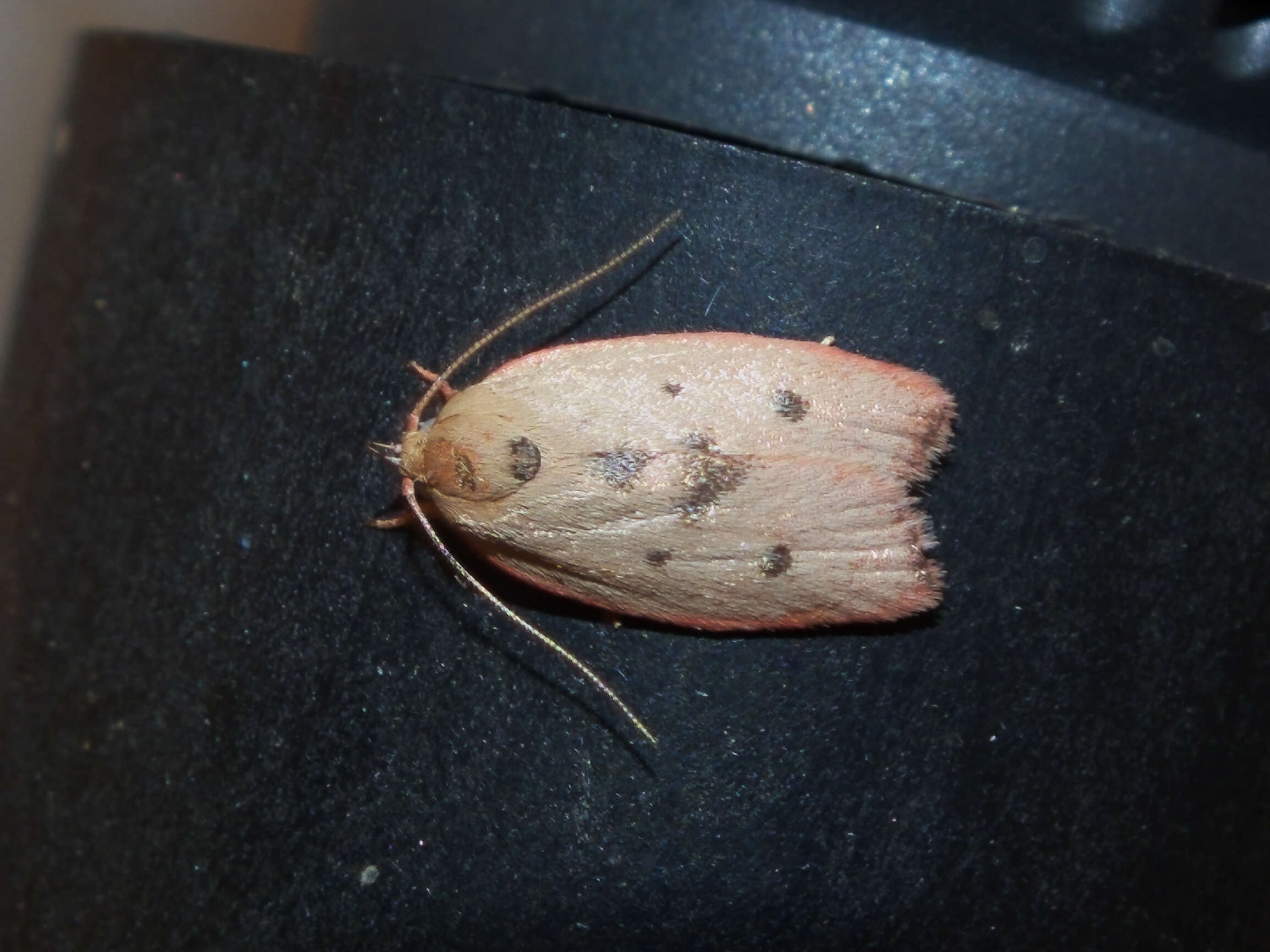 Image of concealer moths