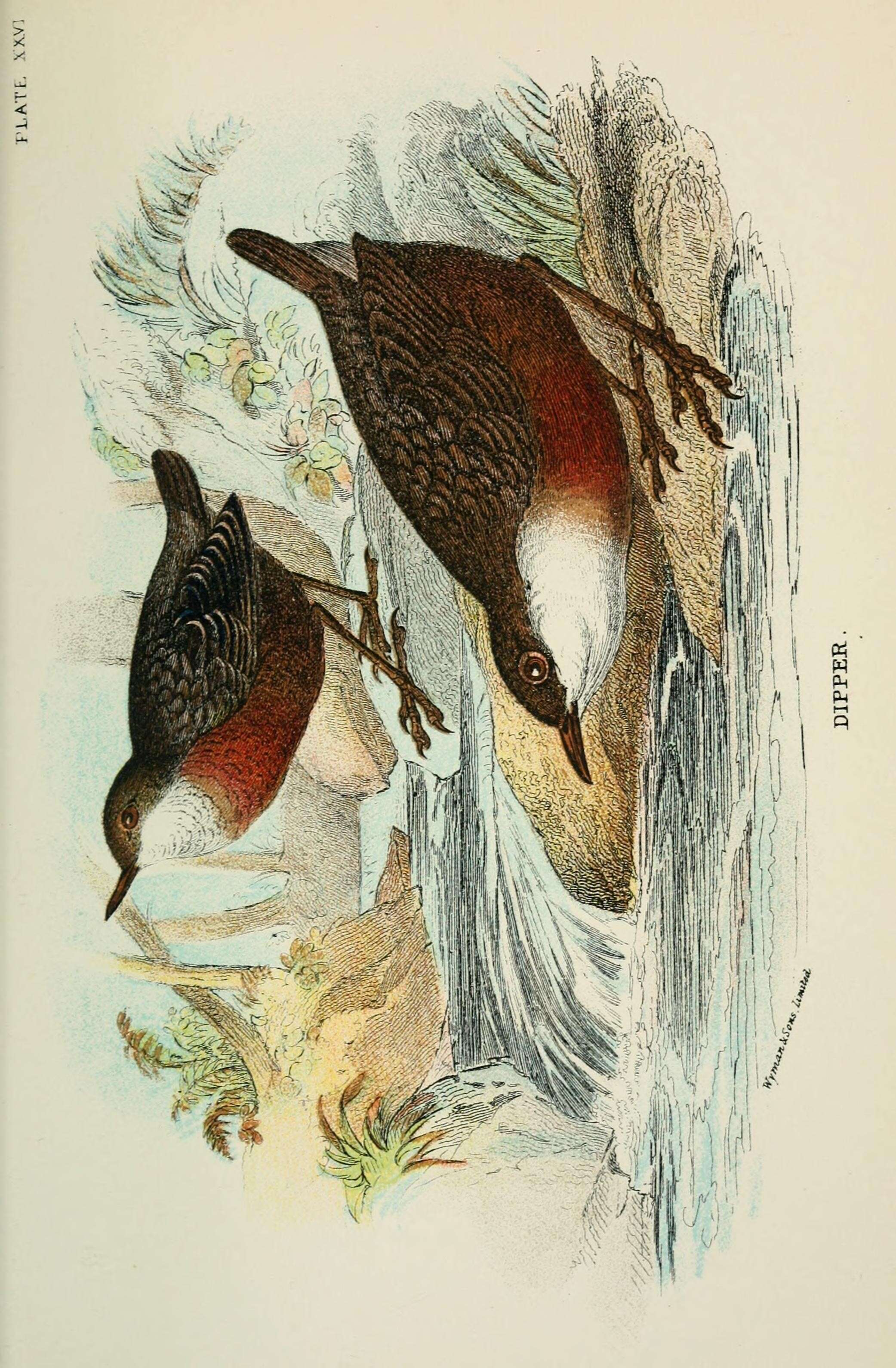 Image of dippers