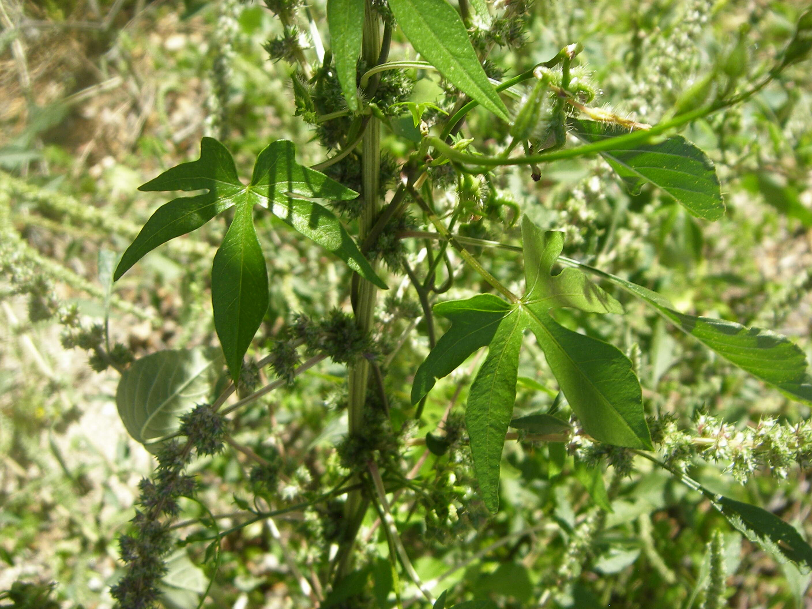 Image de Ipomoea barbatisepala A. Gray