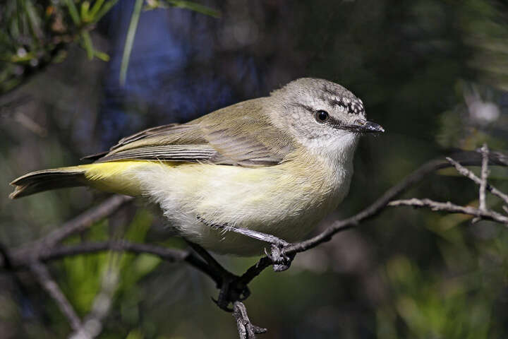 Image of Acanthizidae