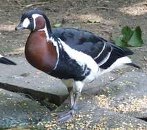 Image of Hawaiian goose