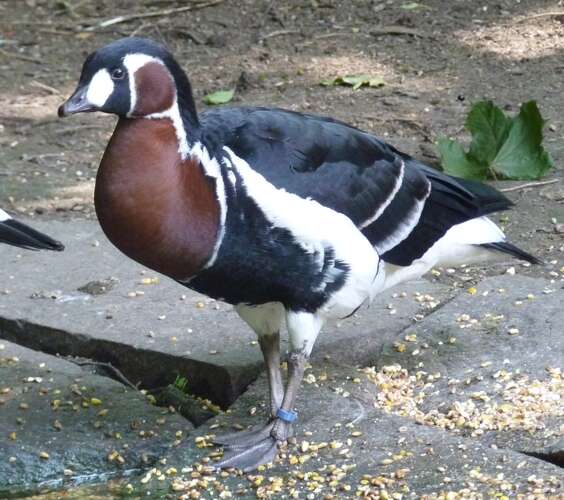 Image of Hawaiian goose