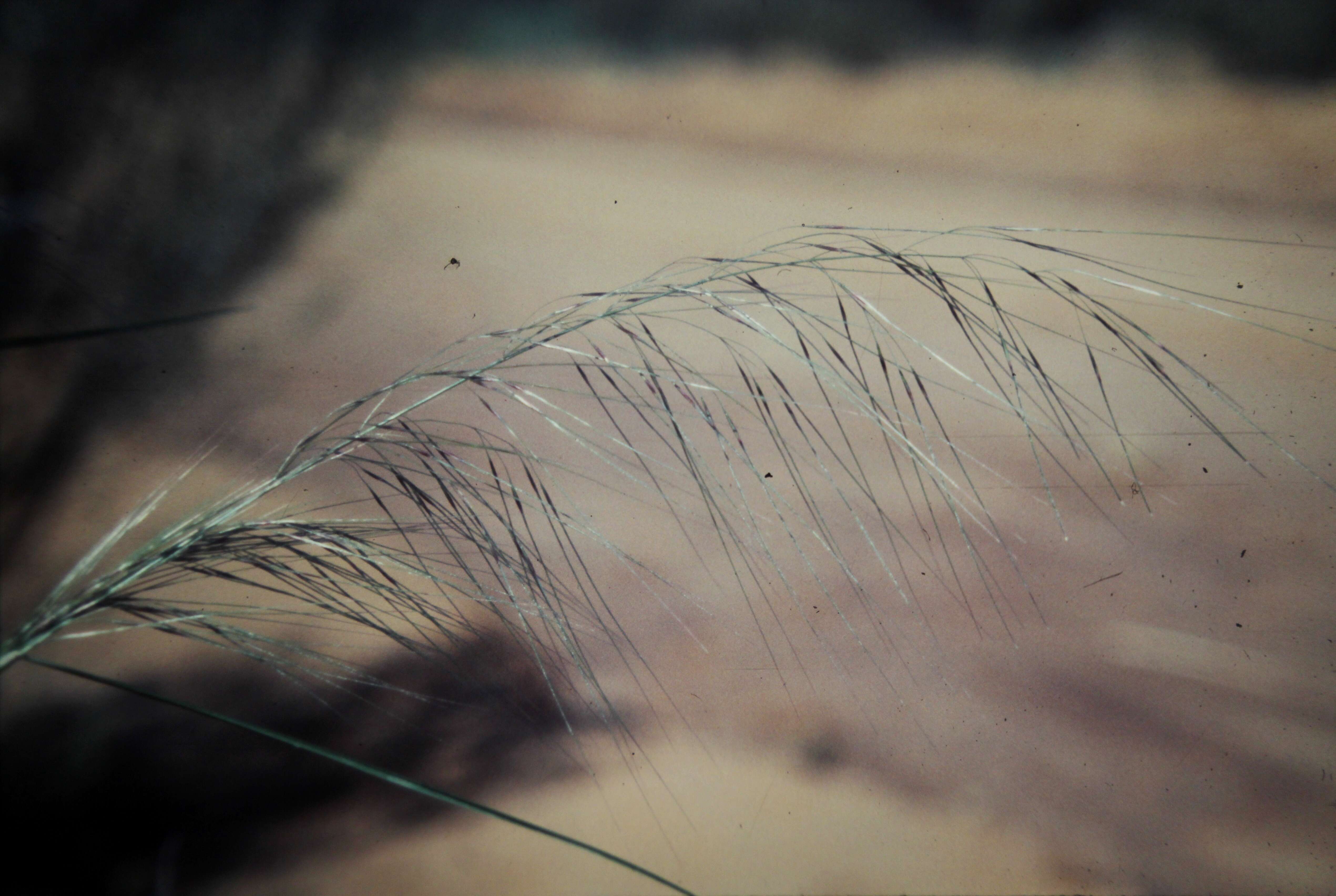 Image of Austrostipa nitida (Summerh. & C. E. Hubb.) S. W. L. Jacobs & J. Everett