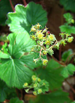 Image of Lachemilla