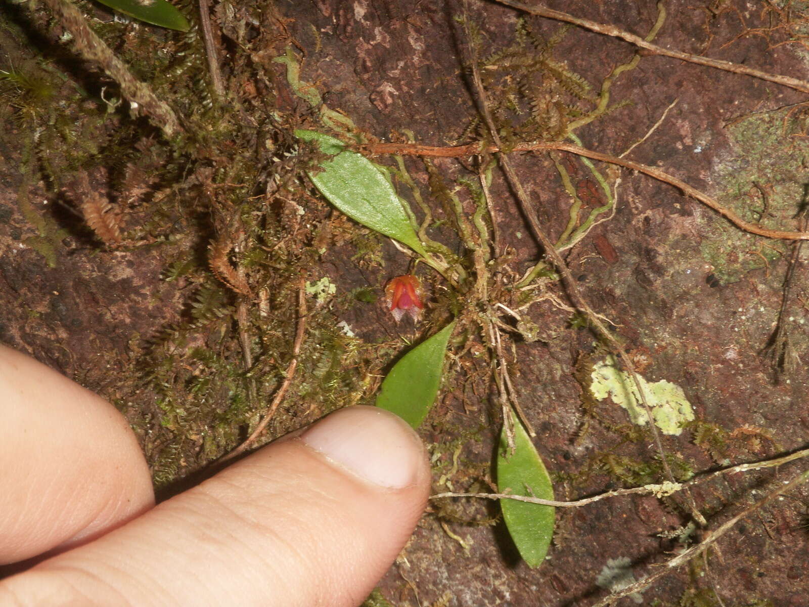 Image of Carite babyboot orchid