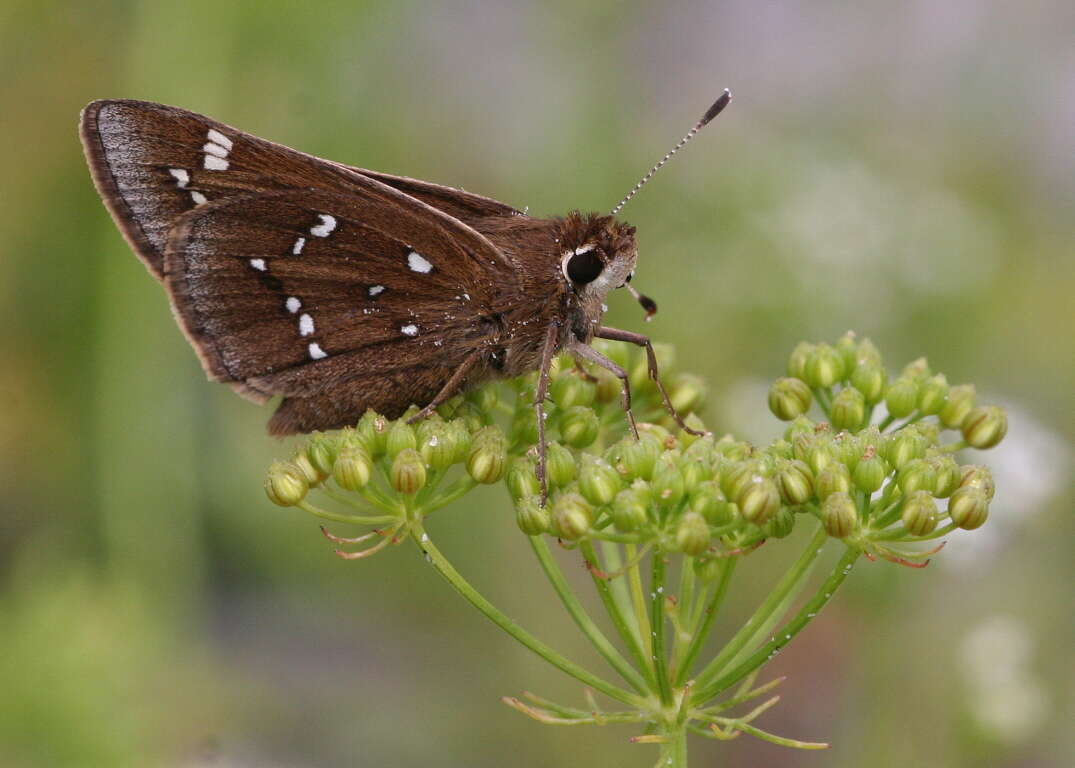 Image of Loammi Skipper