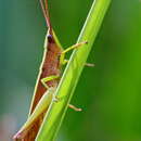 Image of Clip-wing Grasshopper