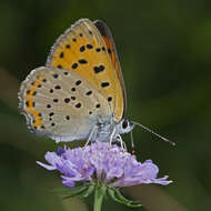 Image of Lycaena