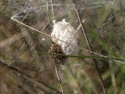 Image of nursery web spiders