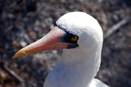 Image of gannets and boobies