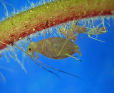 صورة Macrosiphum