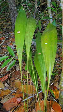 Image of Koellensteinia spiralis Gomes Ferreira & L. C. Menezes