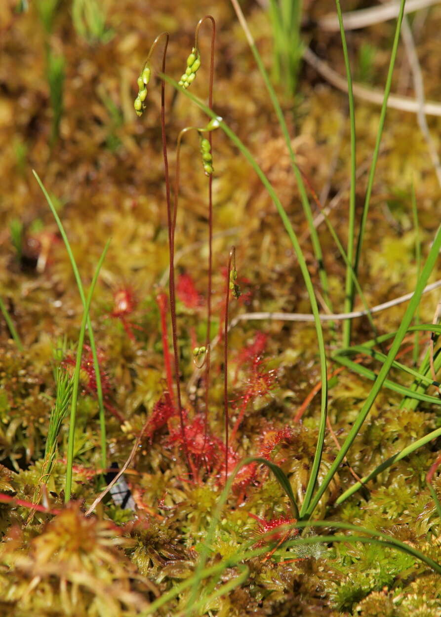 Image of Sundews