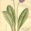Image of Primula muscarioides Hemsl.