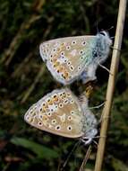 Image of common blue