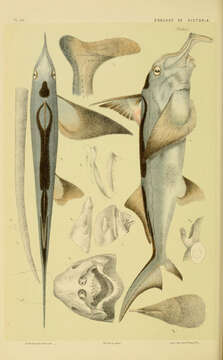 Image of American Elephantfish