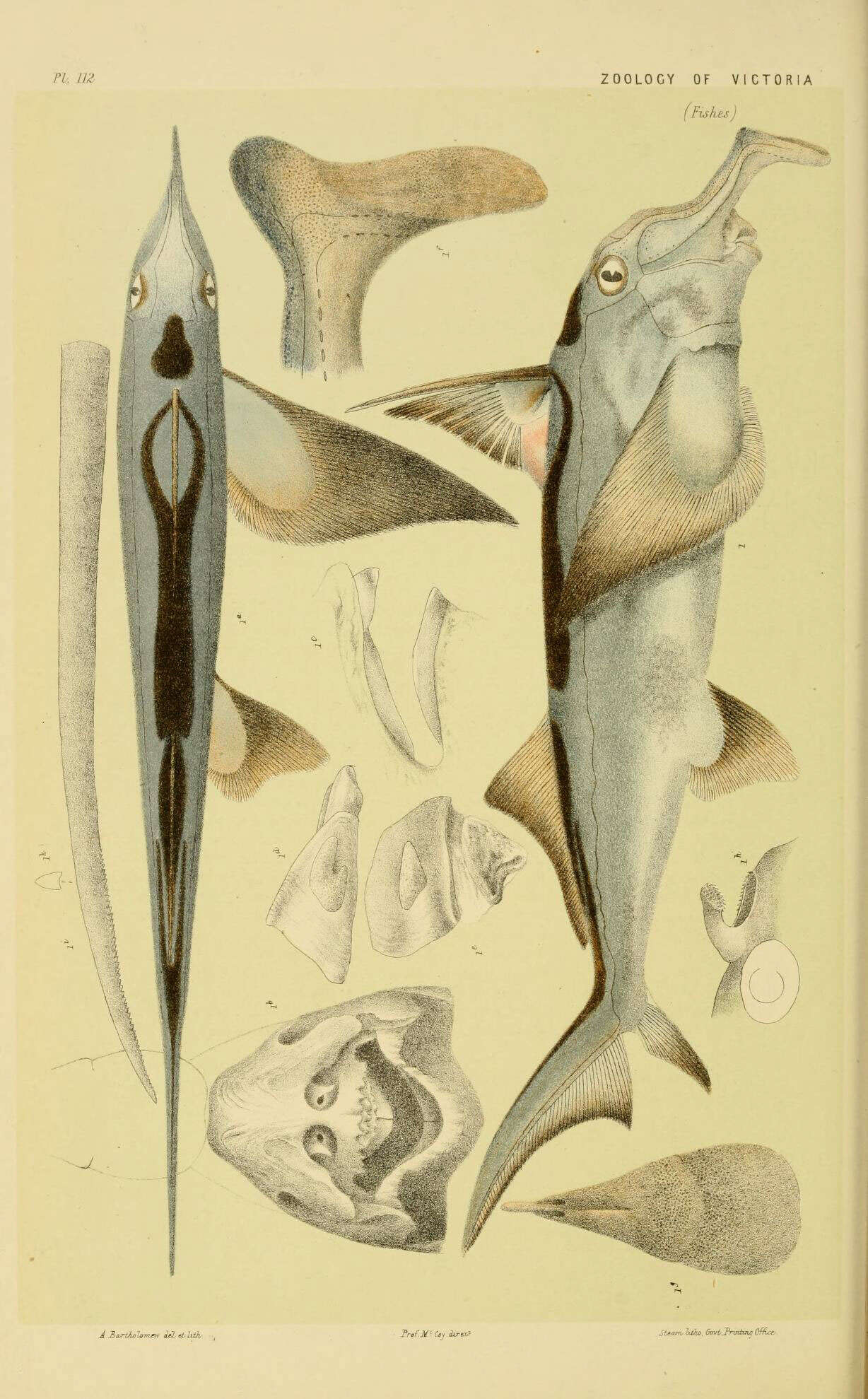 Image of Callorhinchus
